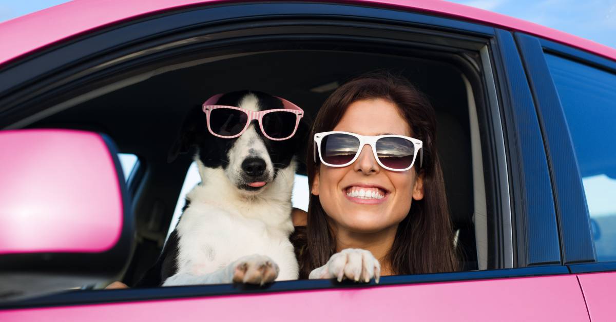 6 Must-Have Pet Accessories for Your Car